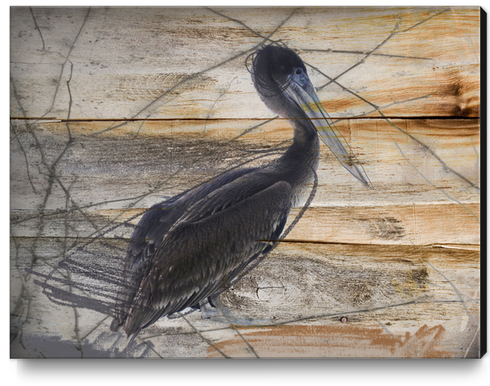 Pelican Canvas Print by Irena Orlov