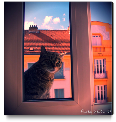 Le chat sur la fenêtre(2) Canvas Print by Stefan D