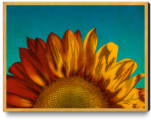 A Sunflower Canvas Print by MegShearer