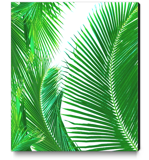 ARECALES Canvas Print by Chrisb Marquez