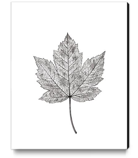 Maple Leaf Canvas Print by Nika_Akin