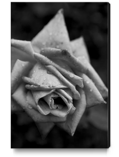 Monochrome Flower Canvas Print by cinema4design