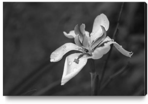 Orchid In Drops Canvas Print by cinema4design