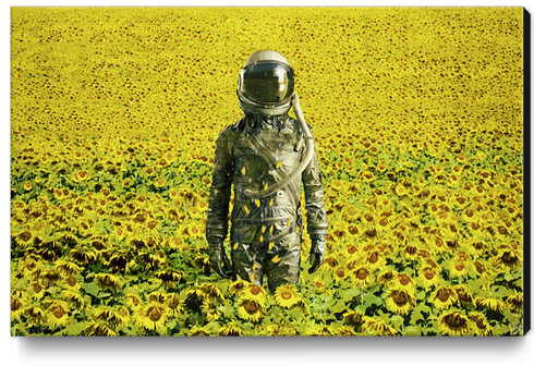 Stranded in the sunflower field Canvas Print by Seamless