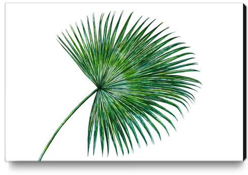 Palm Leaf Canvas Print by Nika_Akin