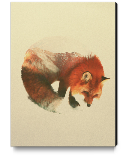 Snow Fox Canvas Print by Andreas Lie