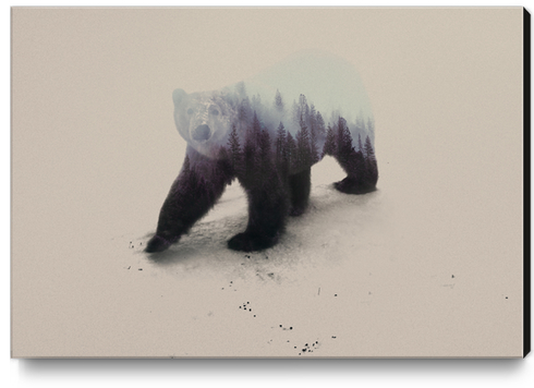 Polar Bear Canvas Print by Andreas Lie