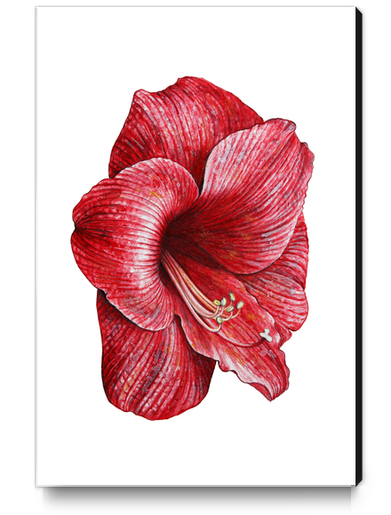Red flower Canvas Print by Nika_Akin
