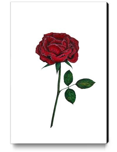 Rose Canvas Print by Nika_Akin