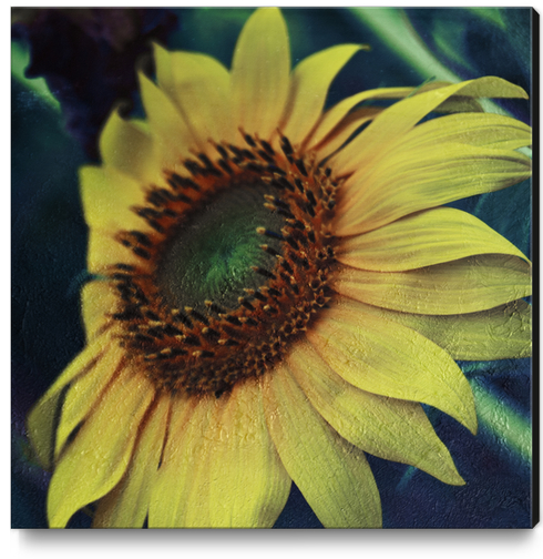 Sunflower Canvas Print by VanessaGF