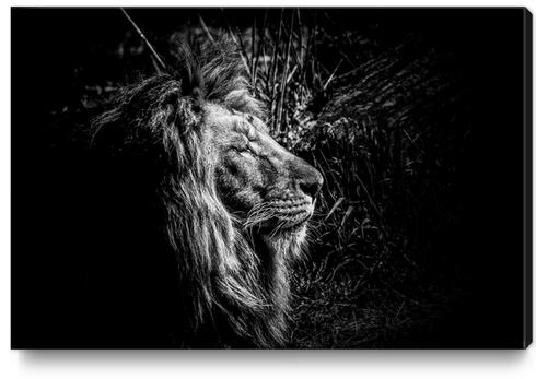 Lion Canvas Print by Traven Milovich