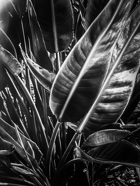 tropical leaves texture background in black and white by Timmy333