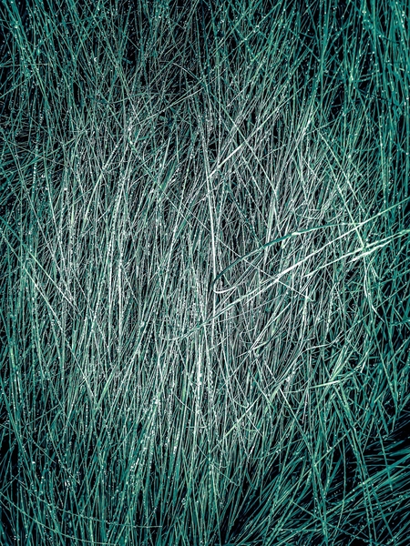 green grass texture abstract background by Timmy333