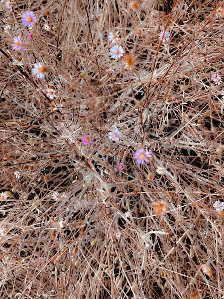 blooming pink and white flowers with brown dry grass field by Timmy333