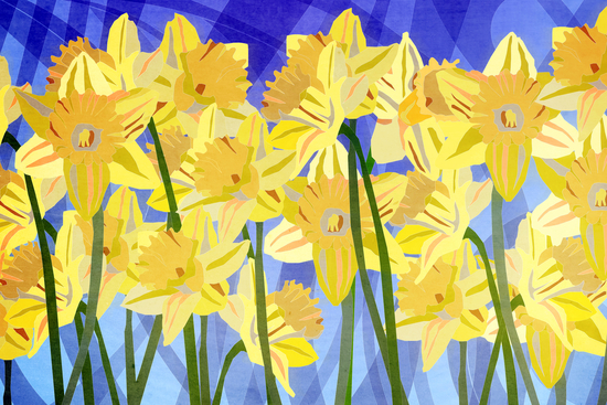 Spring Daffodils by paulgoddard