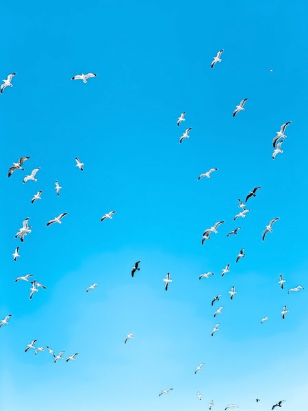 flying birds over the blue sky by Timmy333