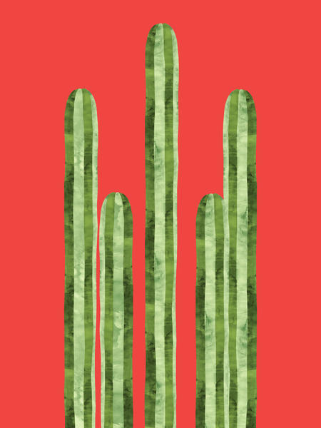 Mexican cacti by Vitor Costa