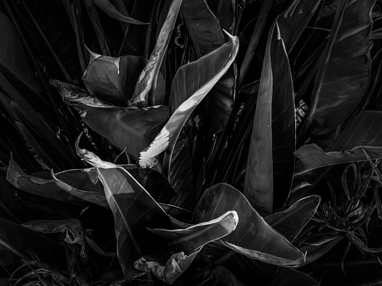 bird of paradise leaves texture background in black and white by Timmy333