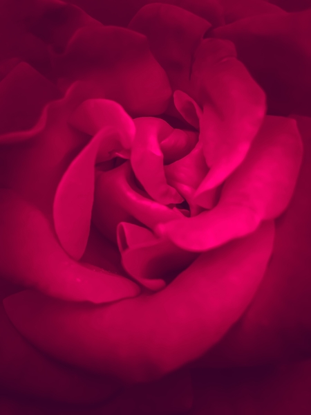 fresh and blooming red rose by Timmy333