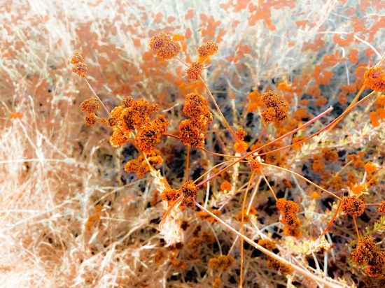 dry brown wildflowers with dry grass background by Timmy333