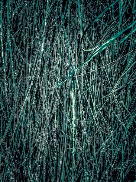 green silky grass texture abstract by Timmy333