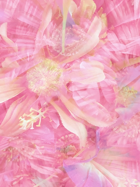 blooming pink daisy flower abstract background by Timmy333