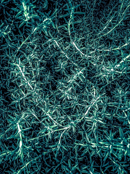 closeup green plant texture abstract by Timmy333