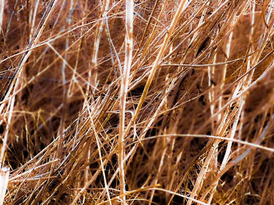 dry brown grass field texture abstract background by Timmy333