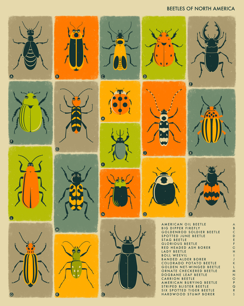 BEETLES OF NORTH AMERICA by Jazzberry Blue