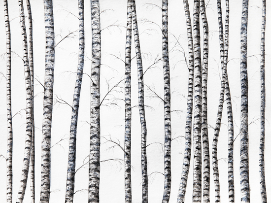 Birches by Nika_Akin