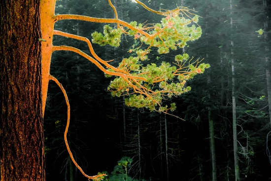 closeup green pine tree in the wood at Lake Tahoe, USA by Timmy333