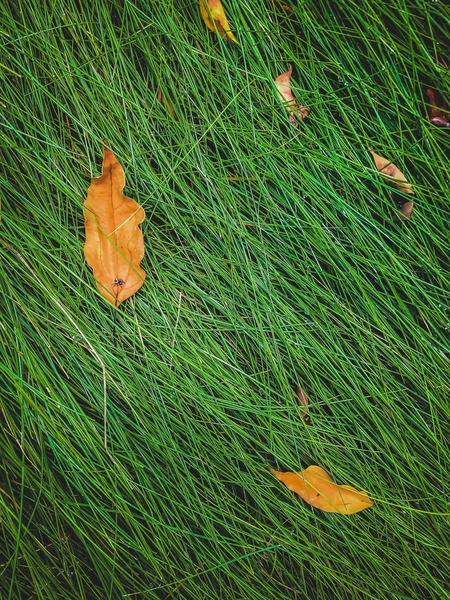 green grass field background with dry brown leaves by Timmy333