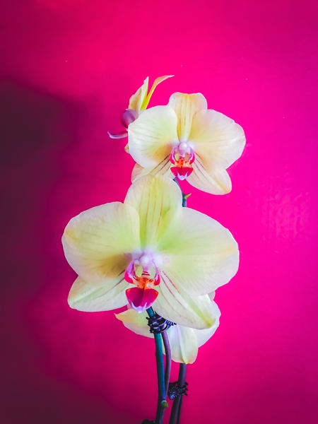 closeup white and pink orchids plant with pink background by Timmy333
