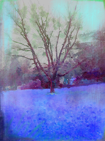 Cerisier en hiver by Malixx