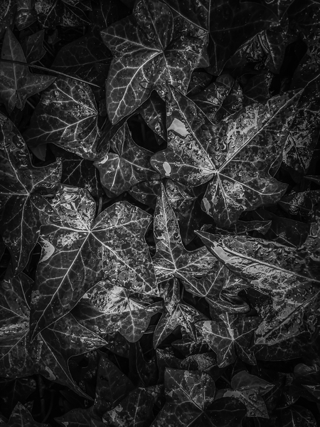 ivy leaves plant texture background in black and white by Timmy333