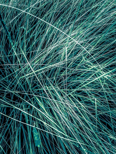 green grass texture abstract background by Timmy333