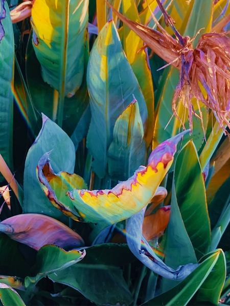 green bird of paradise leaves texture background by Timmy333