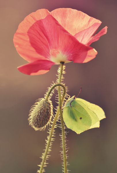 Yellow butterfly sitting on the pink poppy flower by Jarek Blaminsky