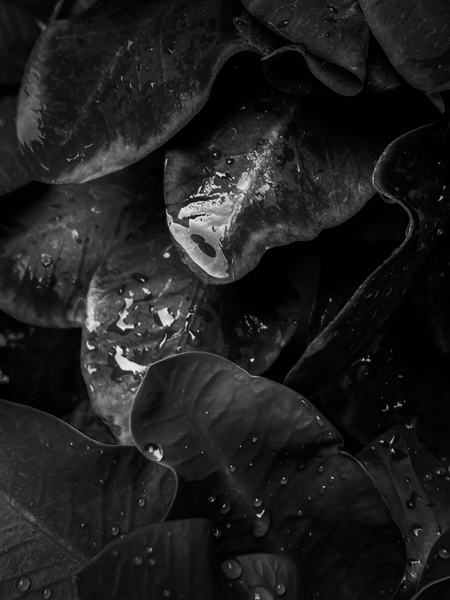 closeup tropical plant leaves texture in black and white by Timmy333