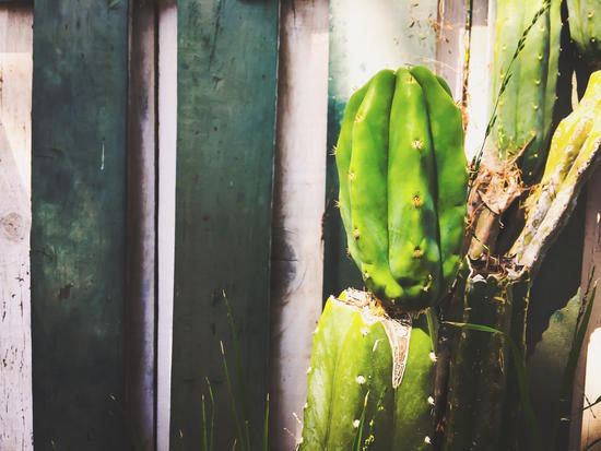 green cactus with green and white wood wall background by Timmy333