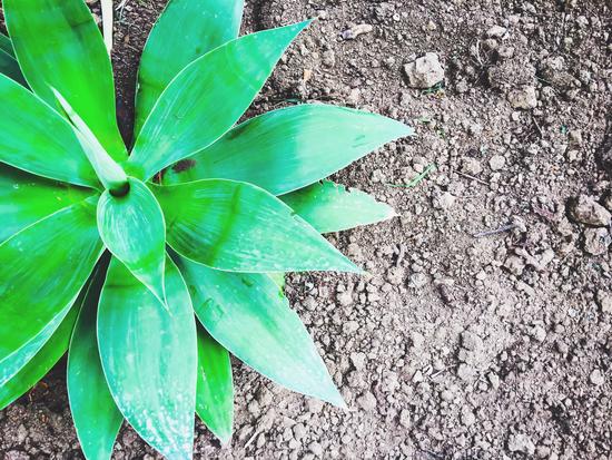 green leaf plant with sand background by Timmy333