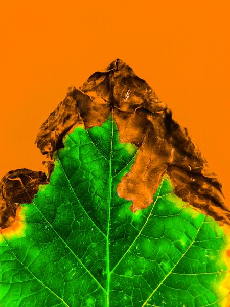 close up burning green leaf texture with orange background by Timmy333