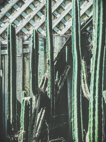 cactus with green and white wooden fence background by Timmy333