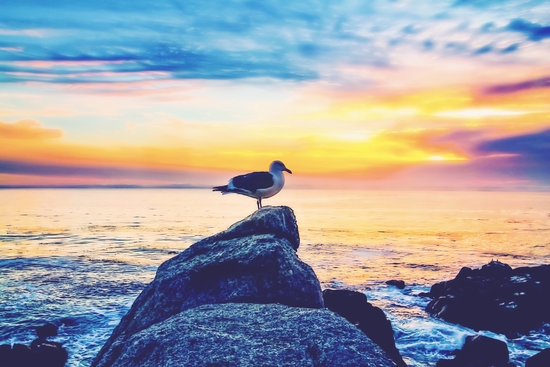 bird on the stone with ocean sunset sky background by Timmy333