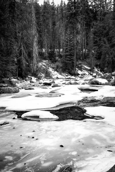 Sequoia national park, USA in black and white by Timmy333