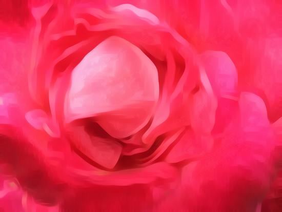 closeup red rose texture abstract background by Timmy333