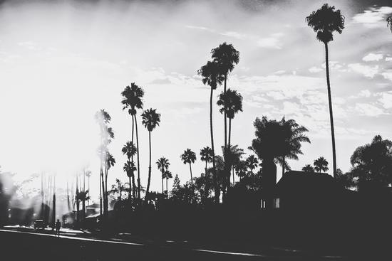 palm trees with sunlight in black and white by Timmy333