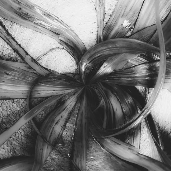 spiral leaves texture background in black and white by Timmy333