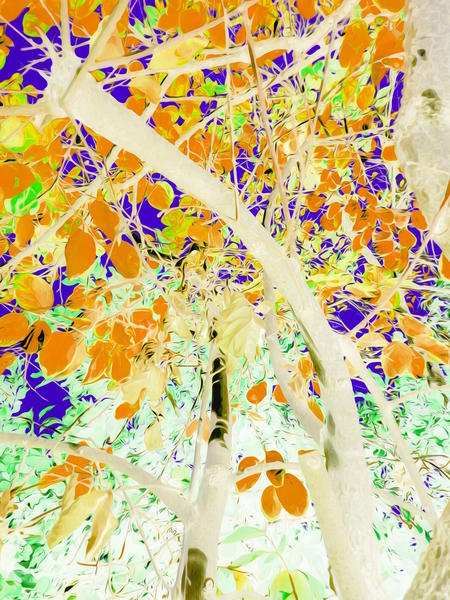 drawing tree with orange leaves and purple background by Timmy333