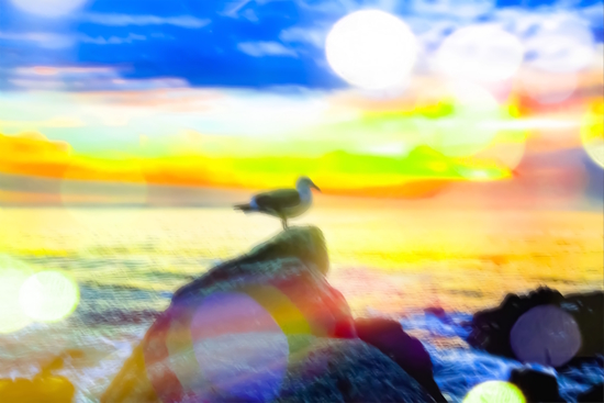 bird on the stone with the summer beach sunset background by Timmy333